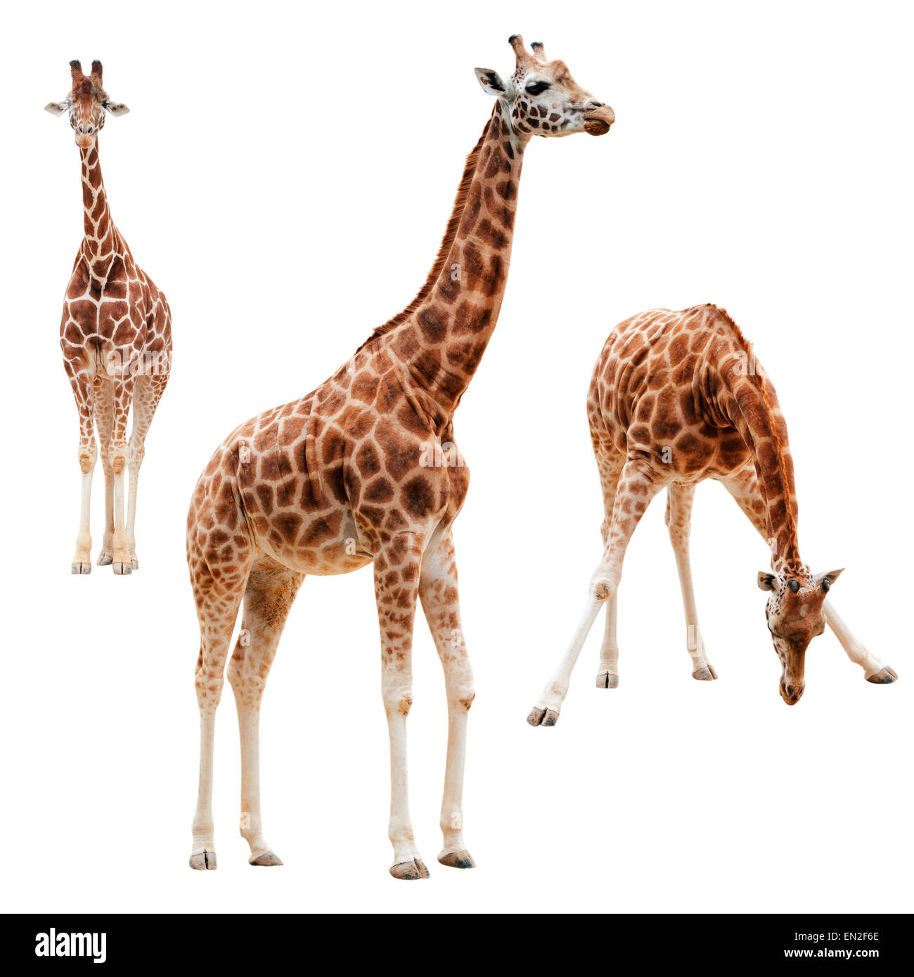 Three giraffe in different positions isolated with clipping path Stock Photo