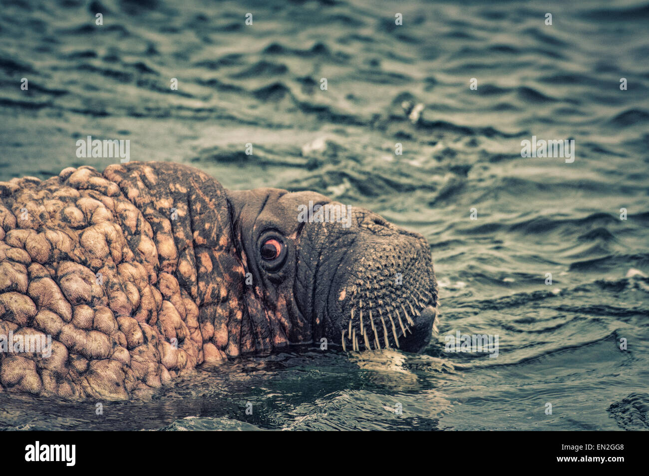 Scared or scary close up of a Walrus, Odobenus rosmarus, in the water, color altered for effect, Svalbard Archipelago, Norway Stock Photo