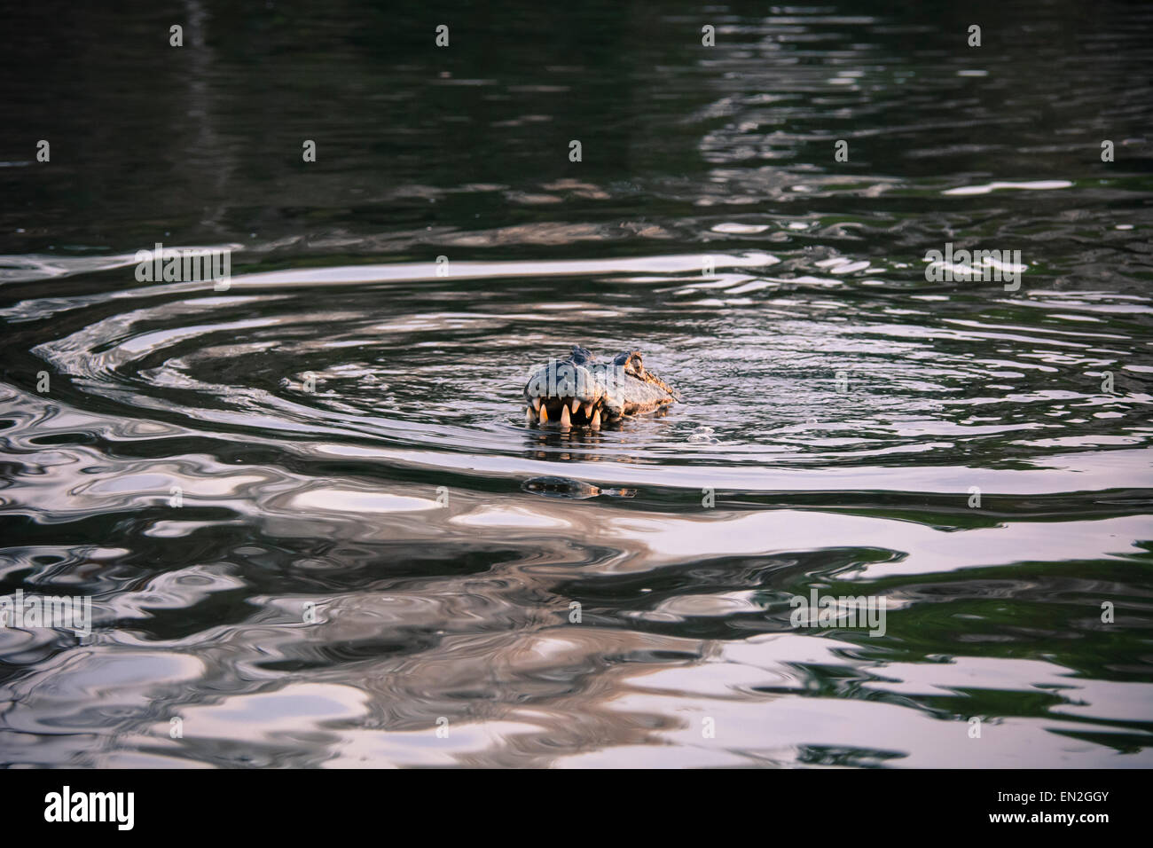 Yacare Caiman, Caiman crocodilus yacare, baring his teeth in a river in the Pantanal, Mato Grosso, Brazil, South America Stock Photo