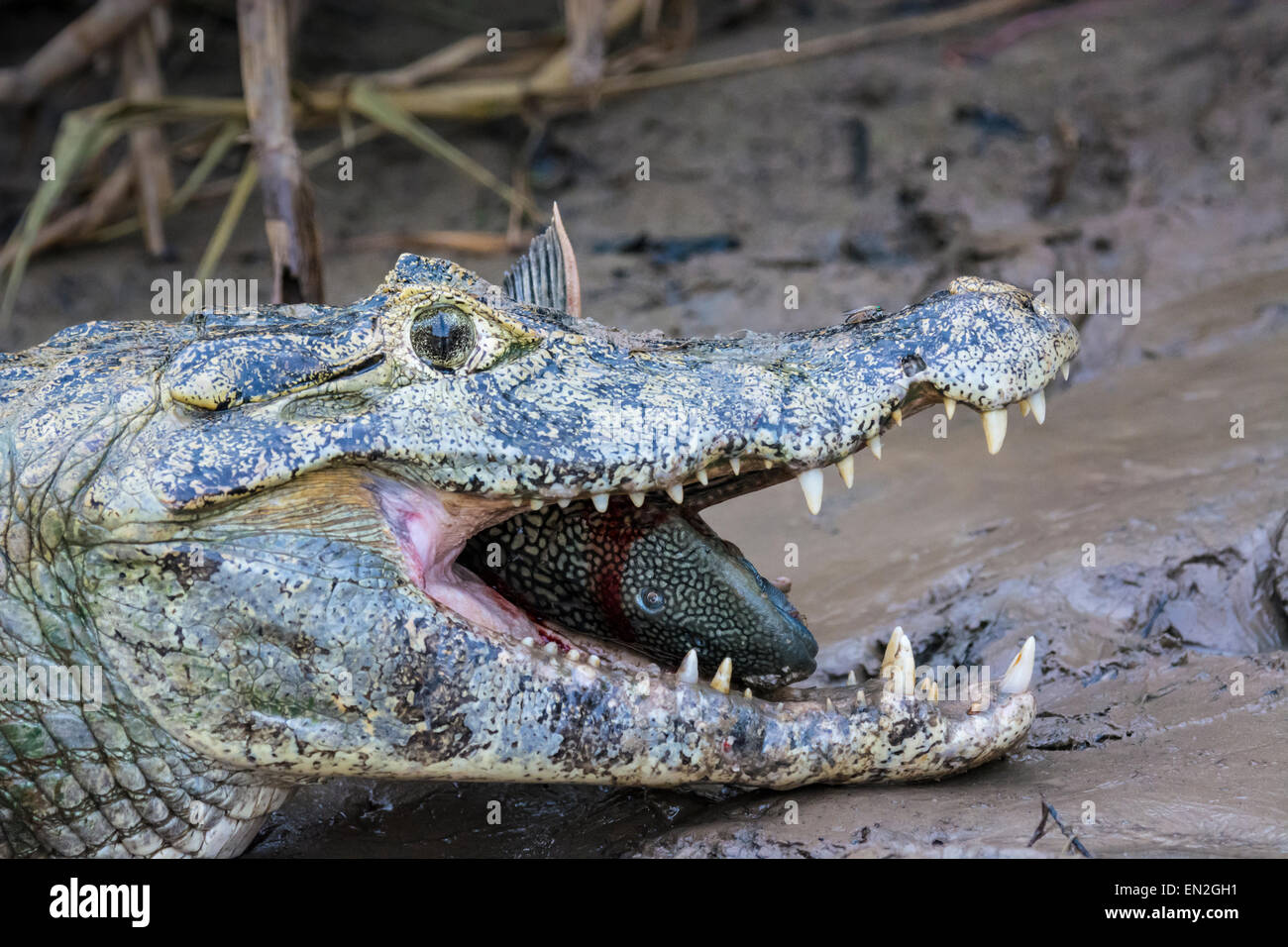 Profile of the head of a Yacare Caiman, Caiman crocodilus yacare, with a fish in its mouth and a fly on its nose in the Pantanal Stock Photo