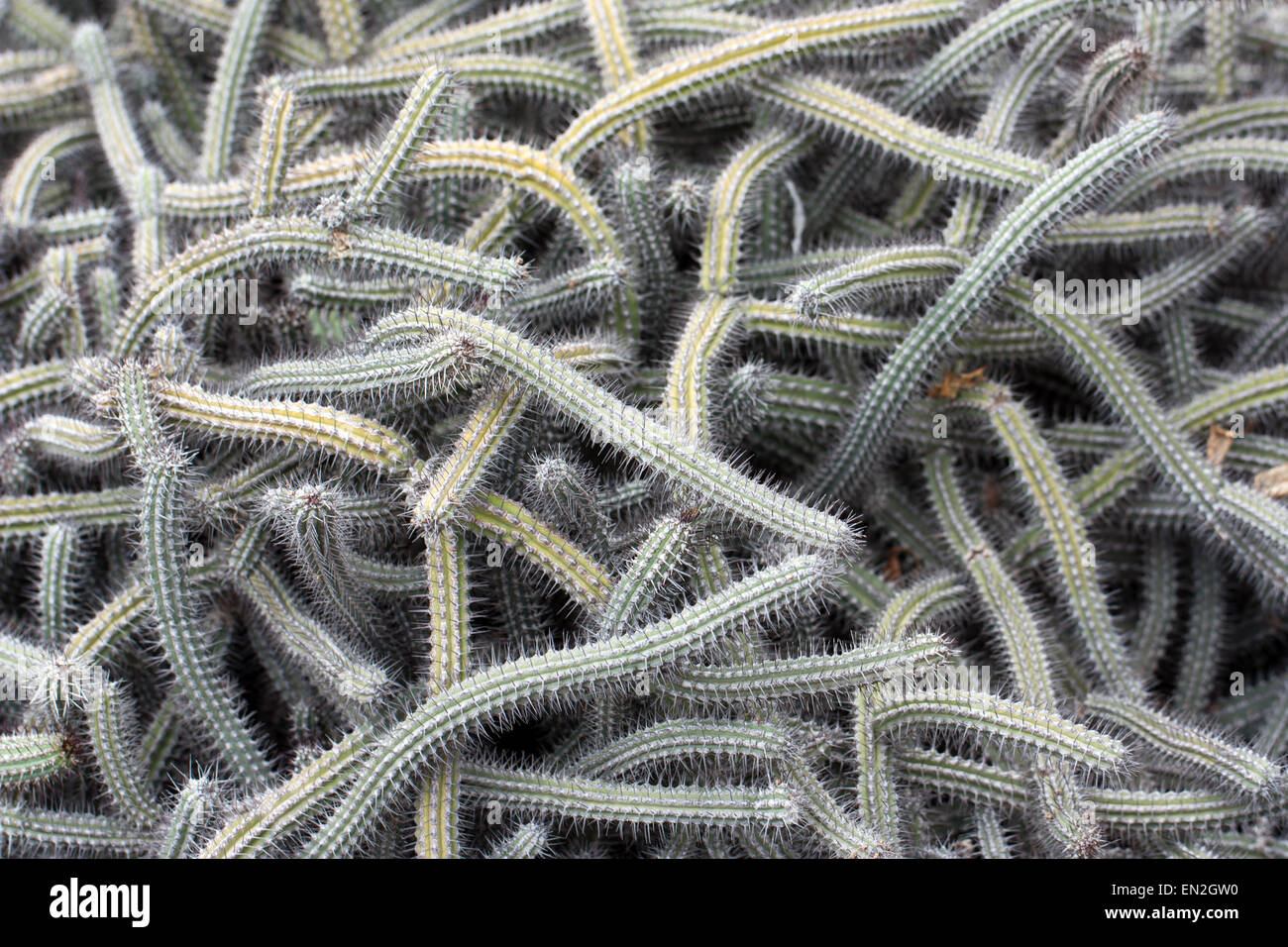 Aporocactus flagelliformis . Detail of bizarre cactus plants that look like a tangle of snakes . Stock Photo