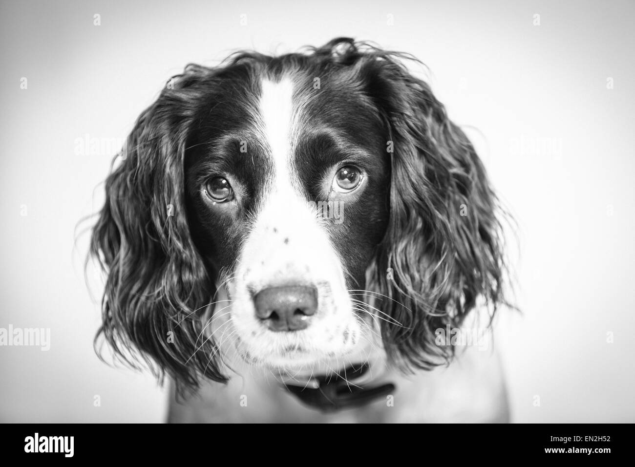 Black and White portrait picture of a English white and brown liver Springer Spaniel dog Stock Photo