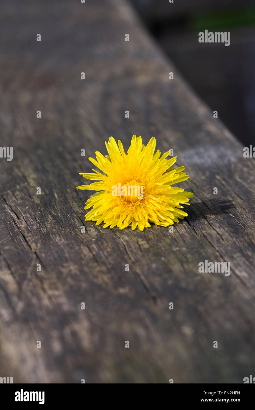 Taraxacum officinale. Dandelion flower head on the arm of a wooden bench. Stock Photo