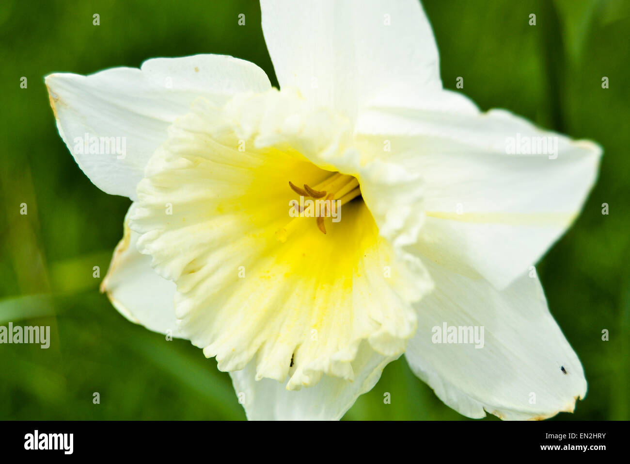 macro image of daffodil vibrant colours and shallow depth of field
