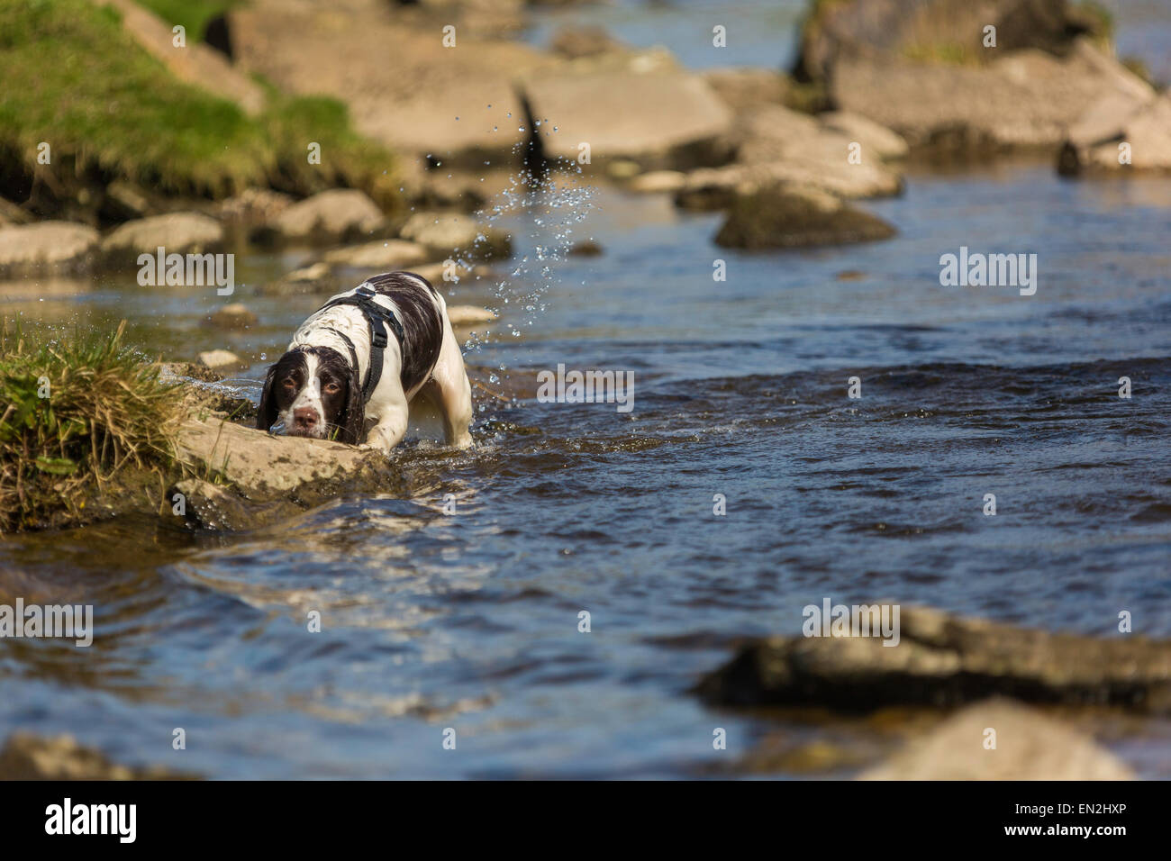 Wet English white and liver brown springer spaniel searching in the river. Stock Photo