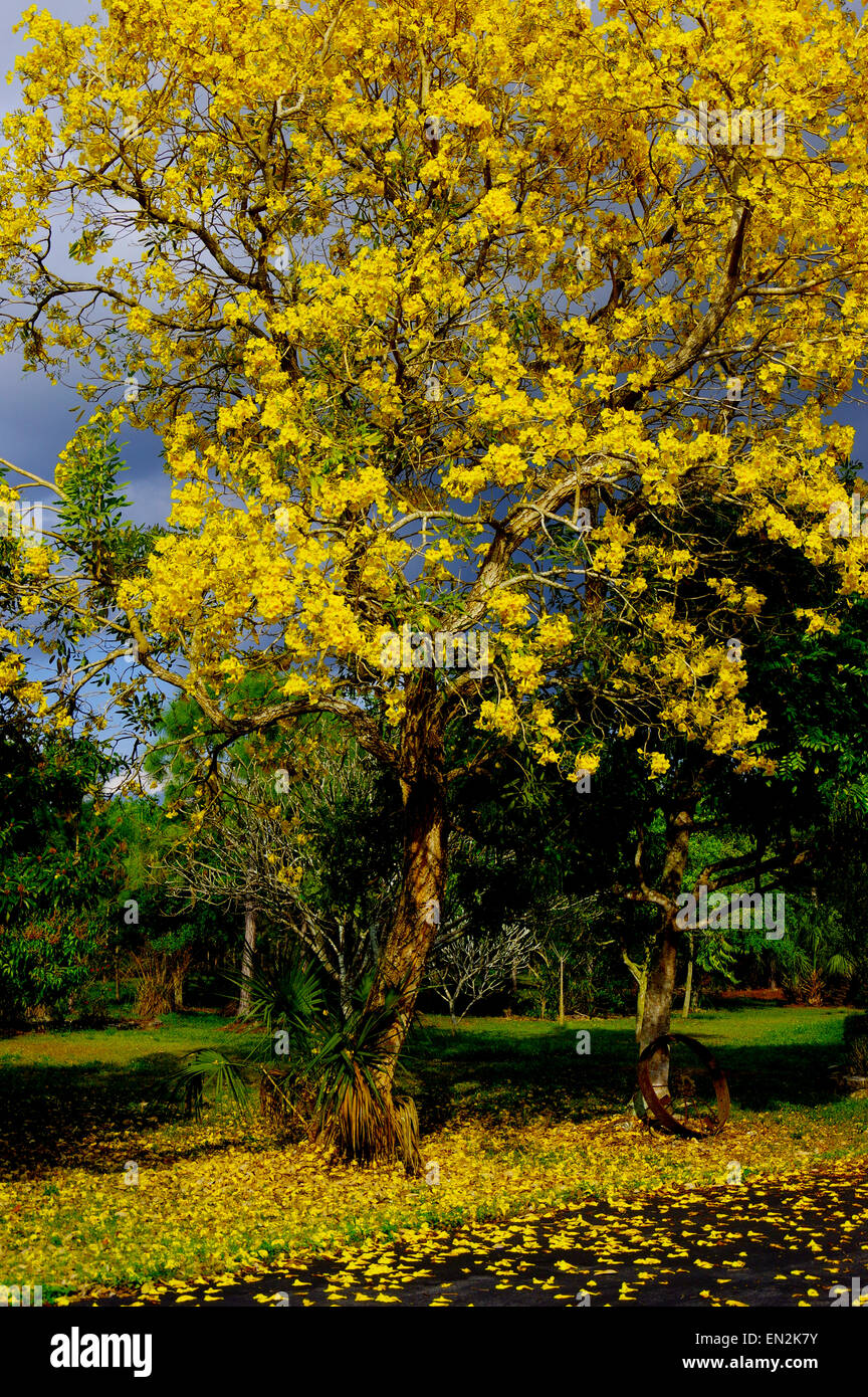 Yellow Tularia Tree Stock Photo