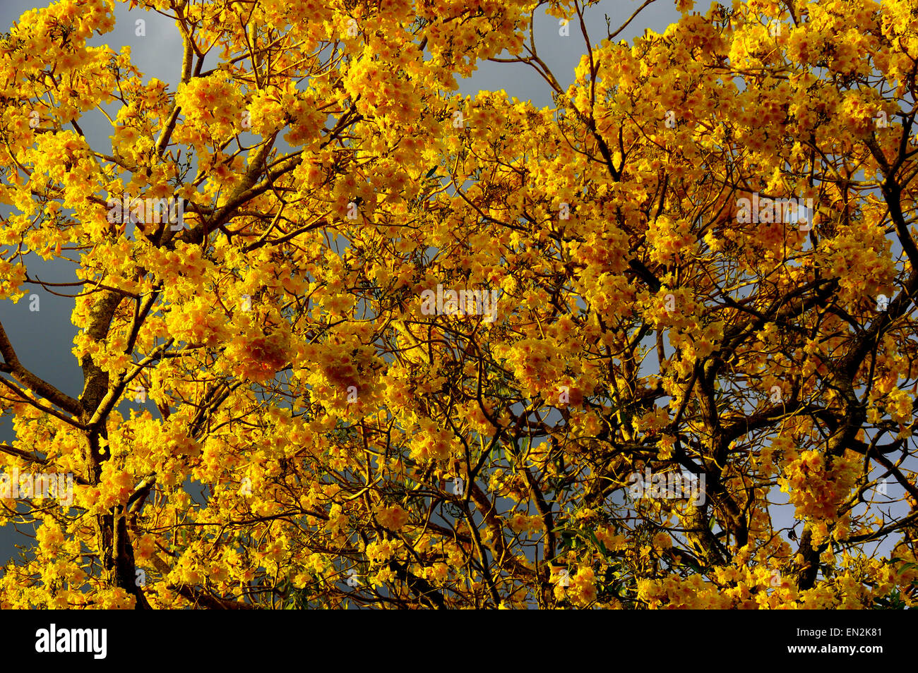 Detail of yellow Tularia Tree Stock Photo