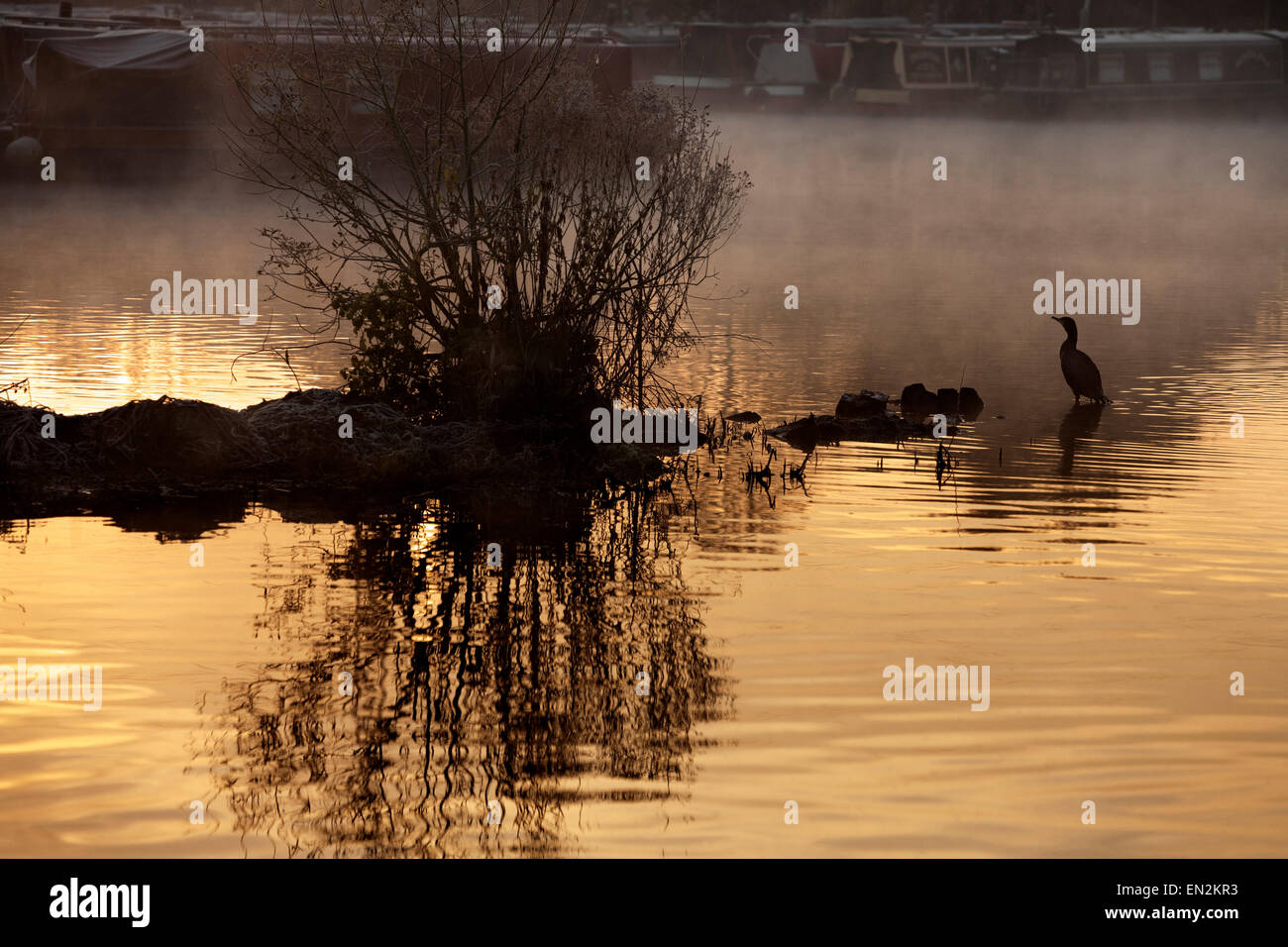 Morning Rising Mist Atmospheric early morning rising mist over a still Grand Union canal ...