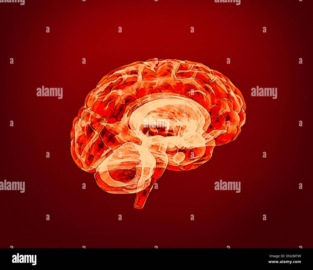 Model of the human brain. Human Brain Project Stock Photo Alamy