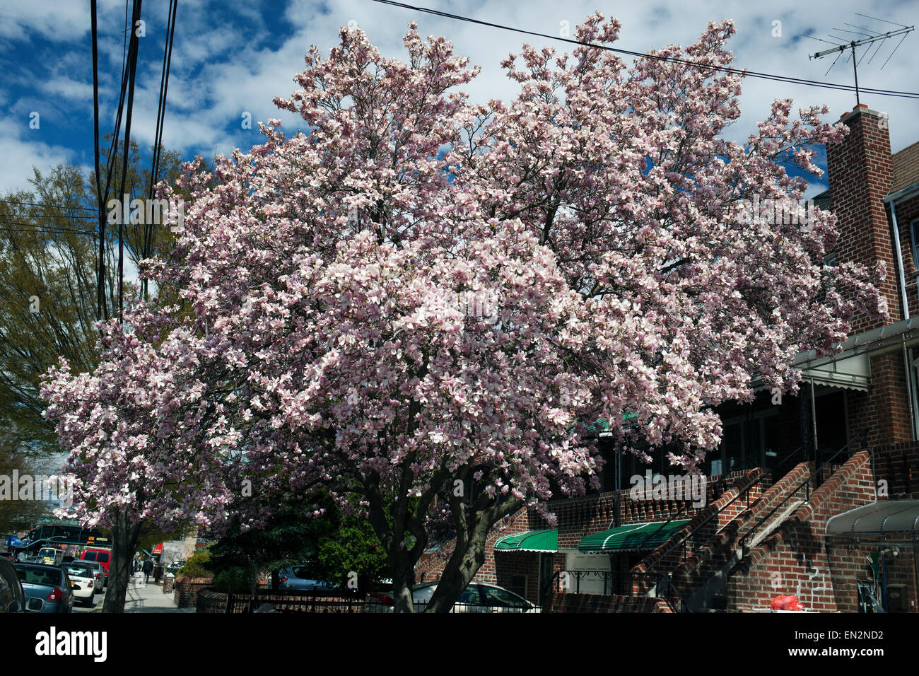 Bloom of Magnolia Flowers on Tree Stock Photo