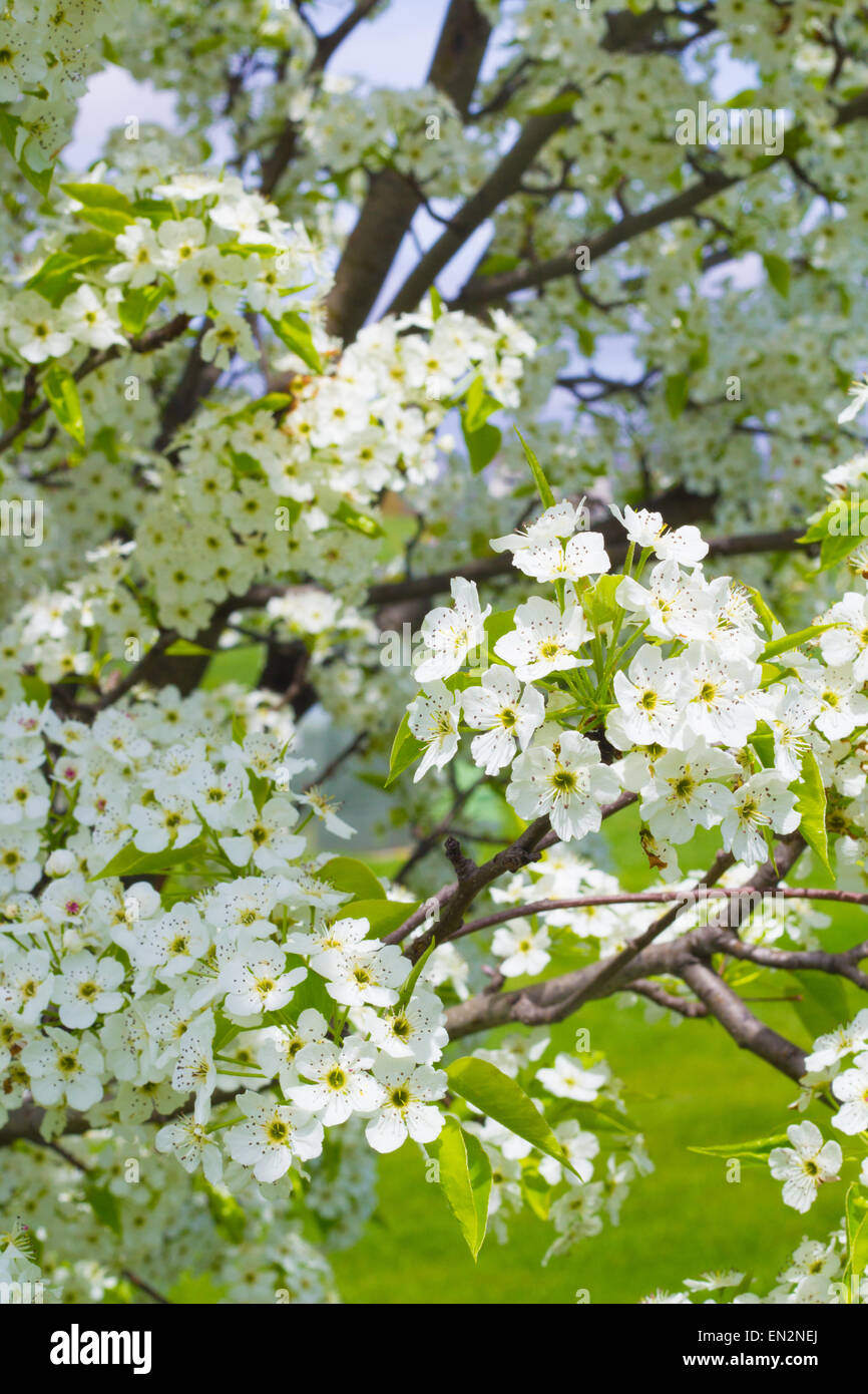 Love blooming pear. Грушевое дерево цветение. Цветение груши. Цветы грушевого дерева декоративно. Как цветет груша весной.