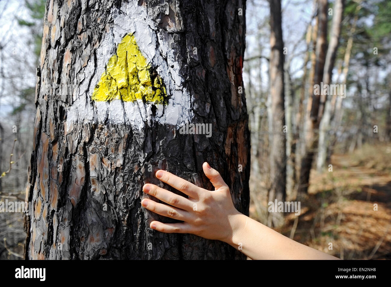 Human hand on a tree bark marked with a yellow hiking trail sign Stock Photo