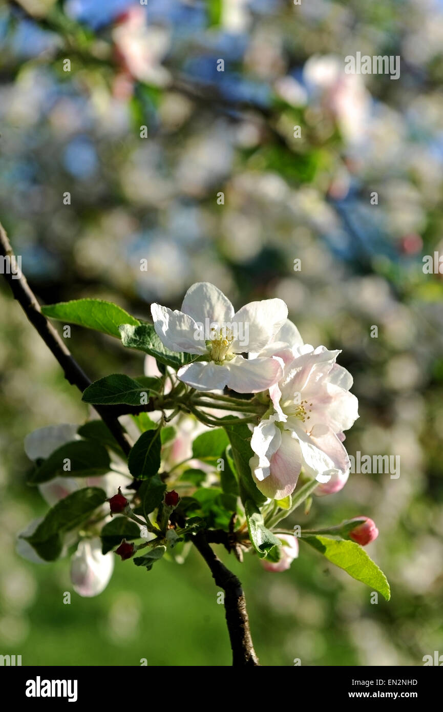Blossom spring branch flower hi-res stock photography and images - Alamy
