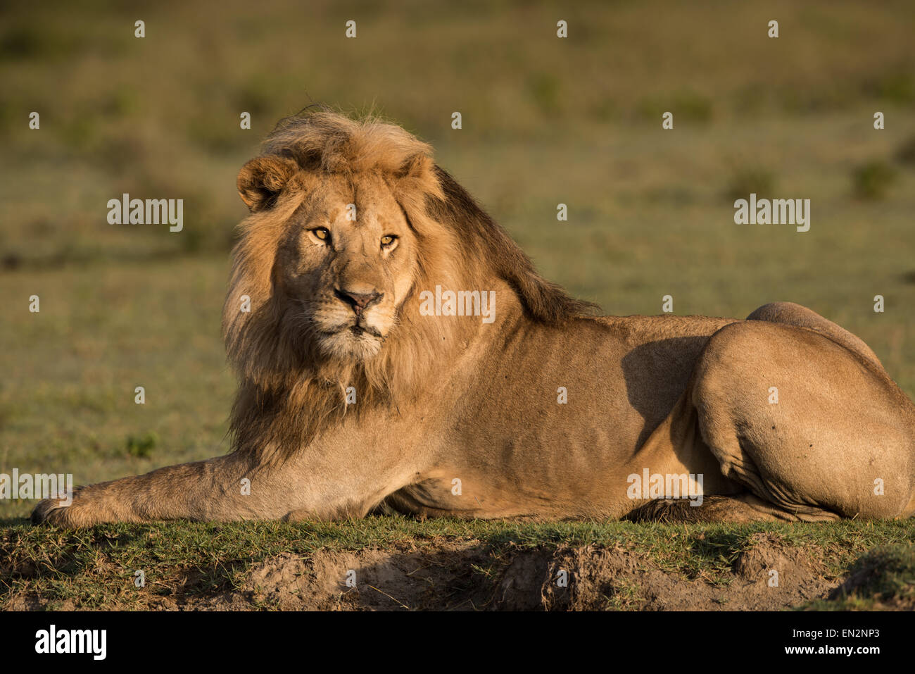 Male lion resting Stock Photo - Alamy