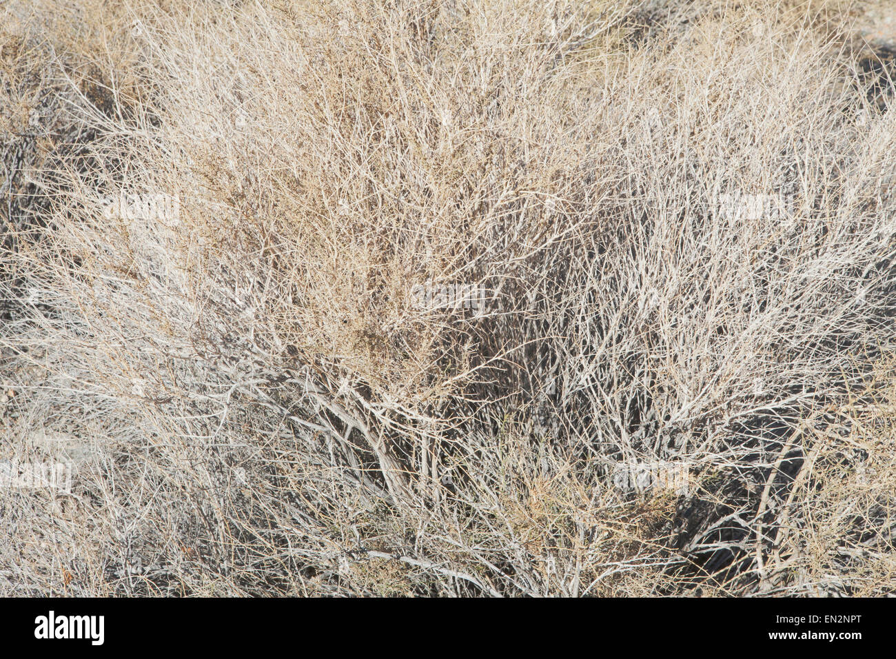 Tumbleweed, - Russian Thistle - DesertUSA