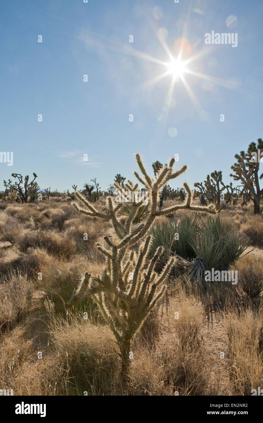 Joshua Trees in the Mojave Desert National Park in California Stock Photo
