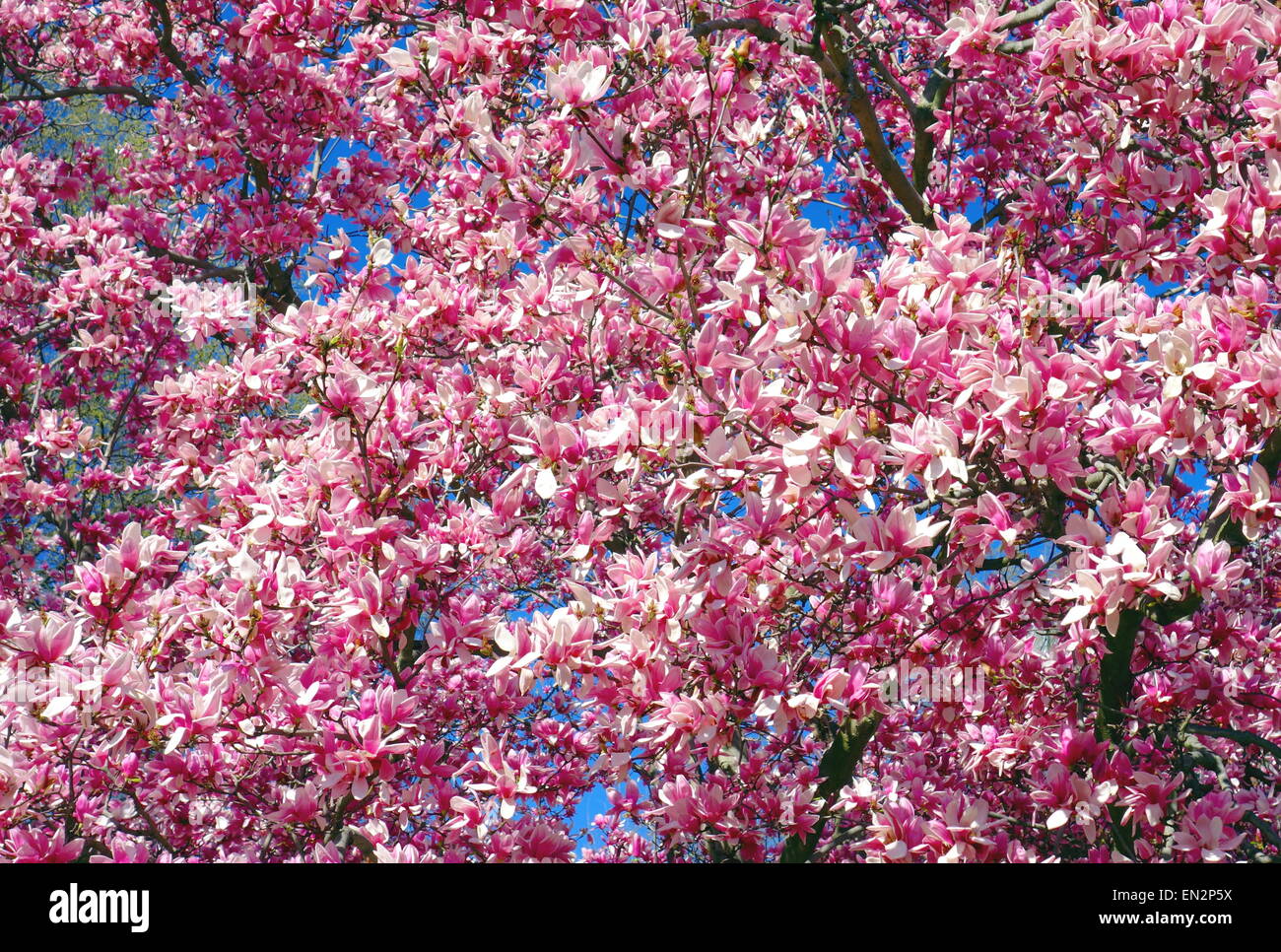 Lily magnolia tree hi-res stock photography and images - Alamy