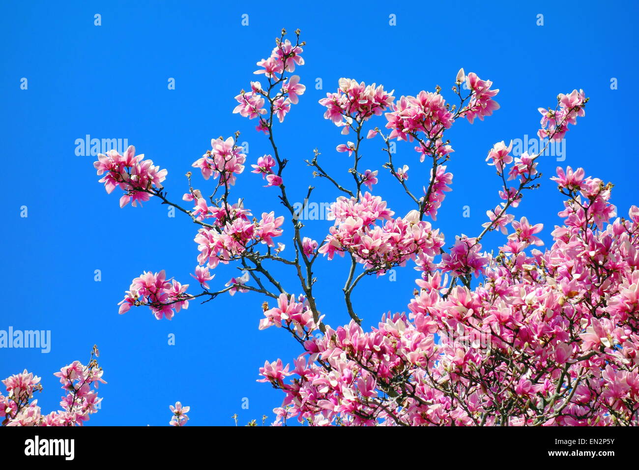 Magnolia tree blossoming Stock Photo
