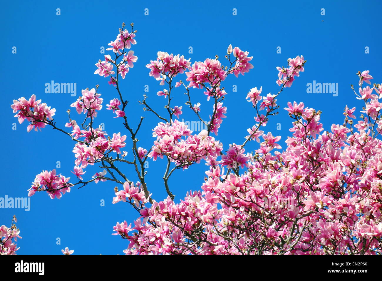 Lily magnolia flower hi-res stock photography and images - Alamy