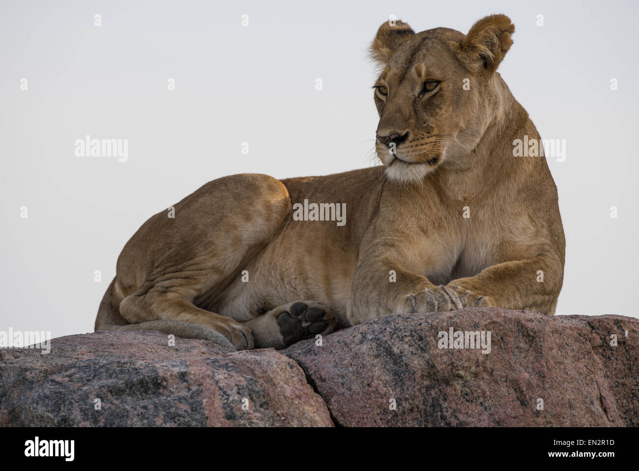 Lioness resting on a kopje. Stock Photo