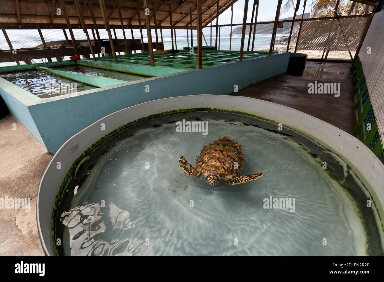 Hawksbill Sea Turtle, Old Hegg Turtle Sanctuary, Bequia, Saint Vincent and the Grenadines Stock Photo
