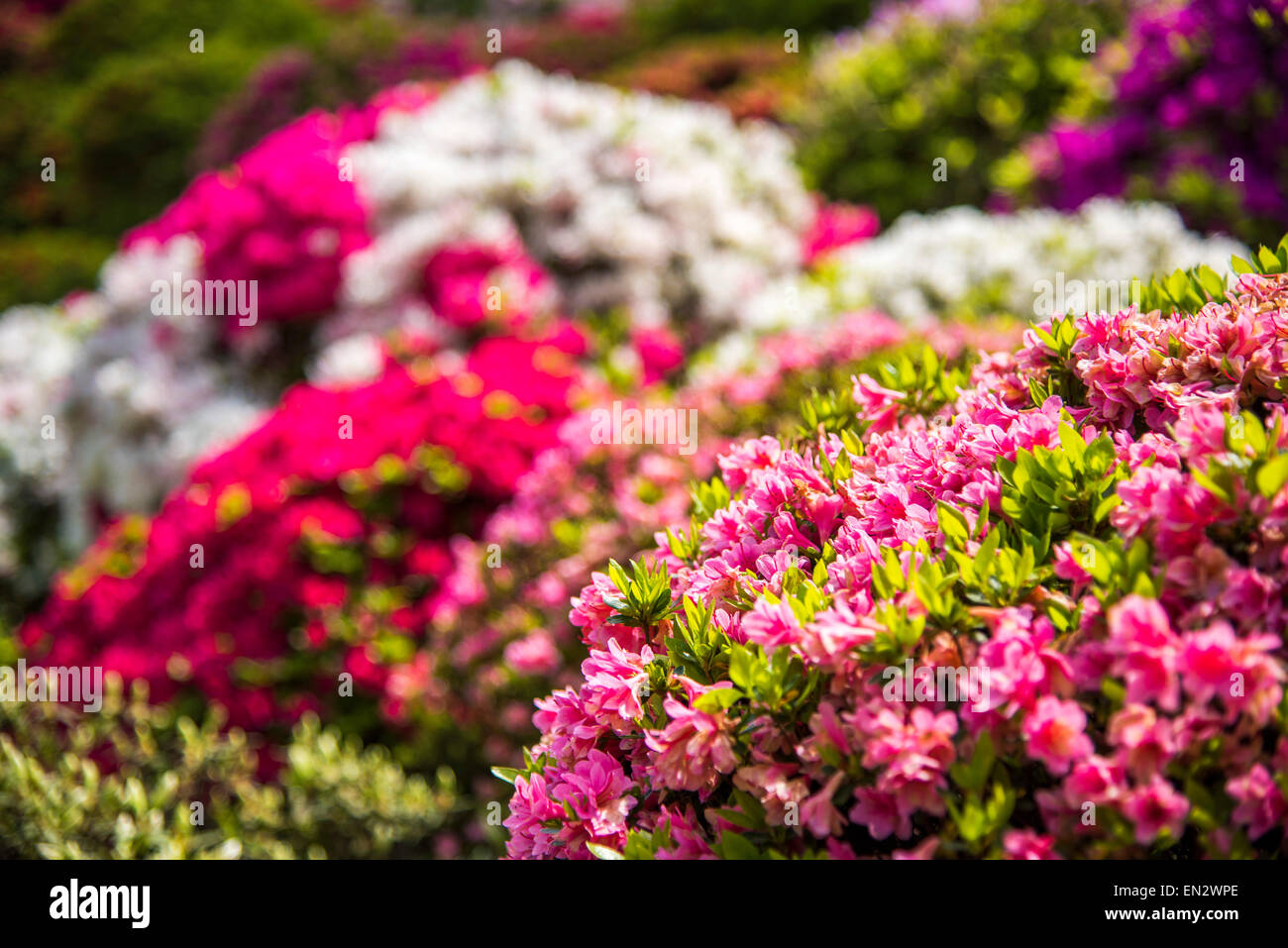 Azalea festival in japan hi-res stock photography and images - Alamy