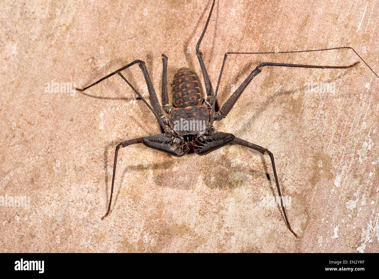 ♤️ Paciência Spider Scorpion