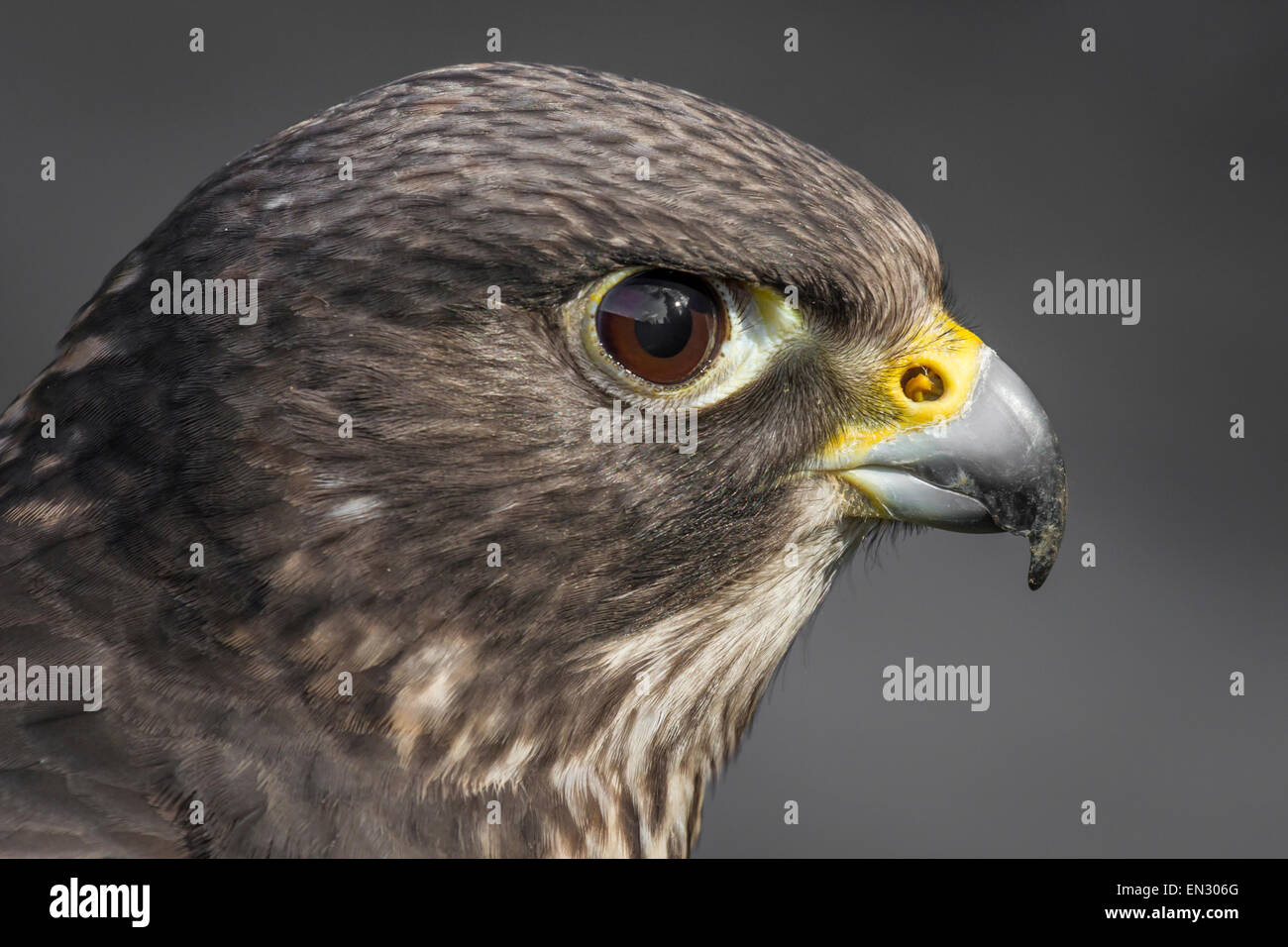 Close up side view of the head of a hybrid falcon showing eye and beak