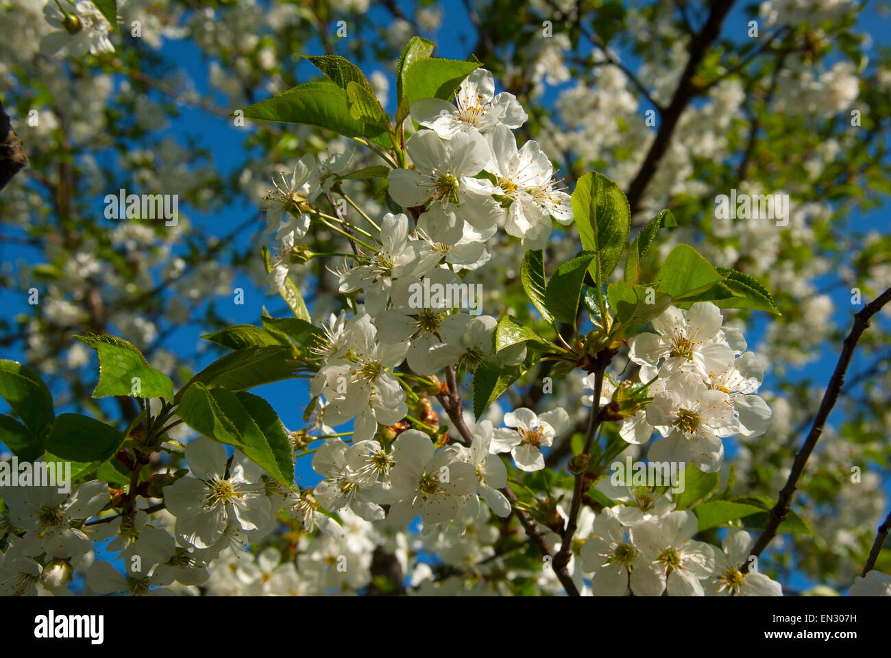 Branches of sour cherry (Prunus cerasus)in colors. Stock Photo