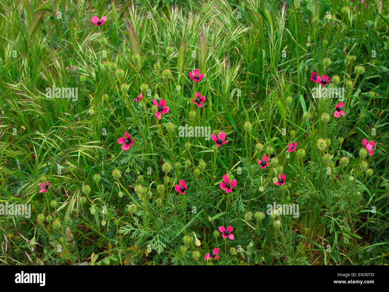 Field of flowers poppy(Papaver).Europe.Russia.The Crimean Peninsula Stock Photo