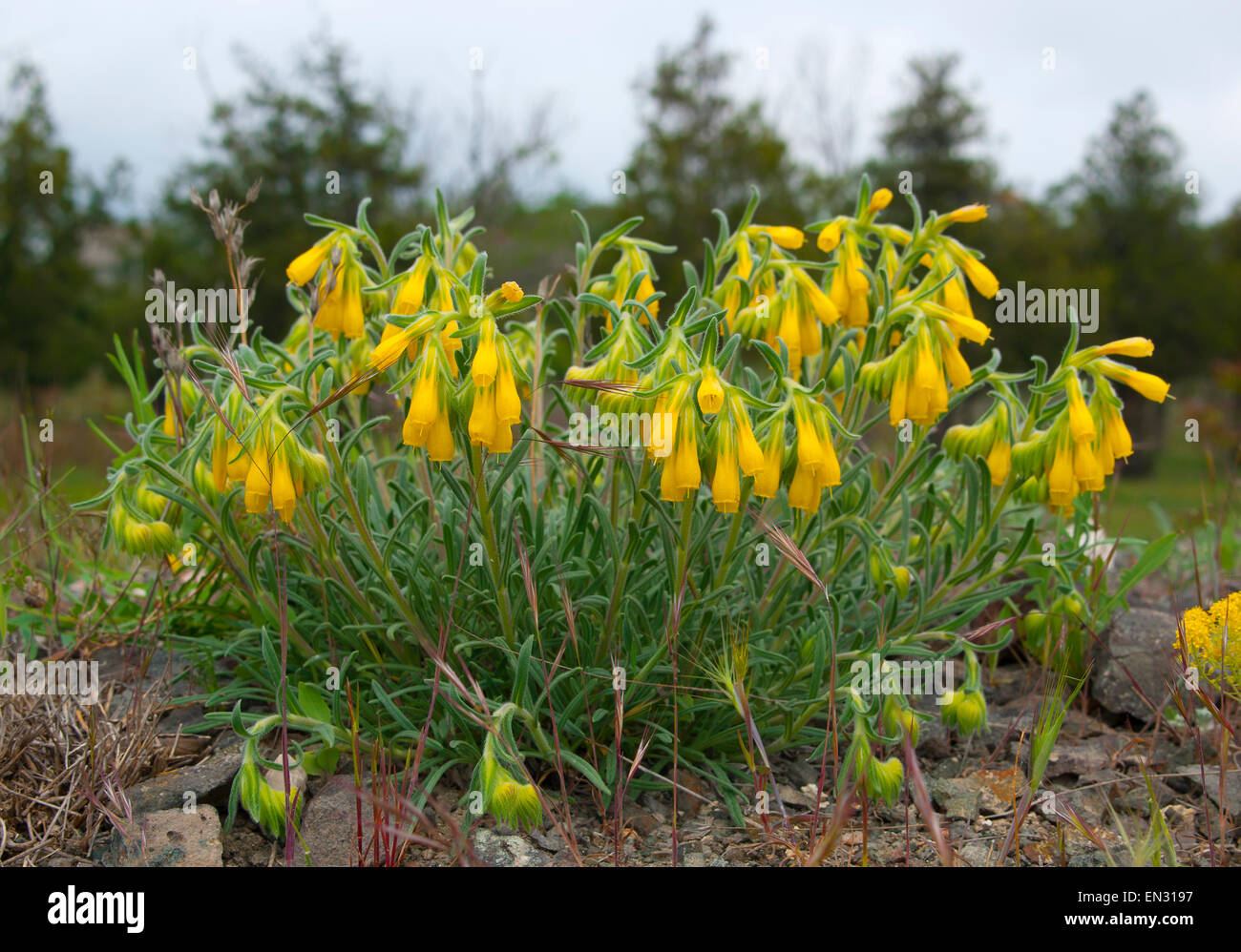 Plant onosma(Onosma) on the cliff near the Black sea.Europe.Russia ...