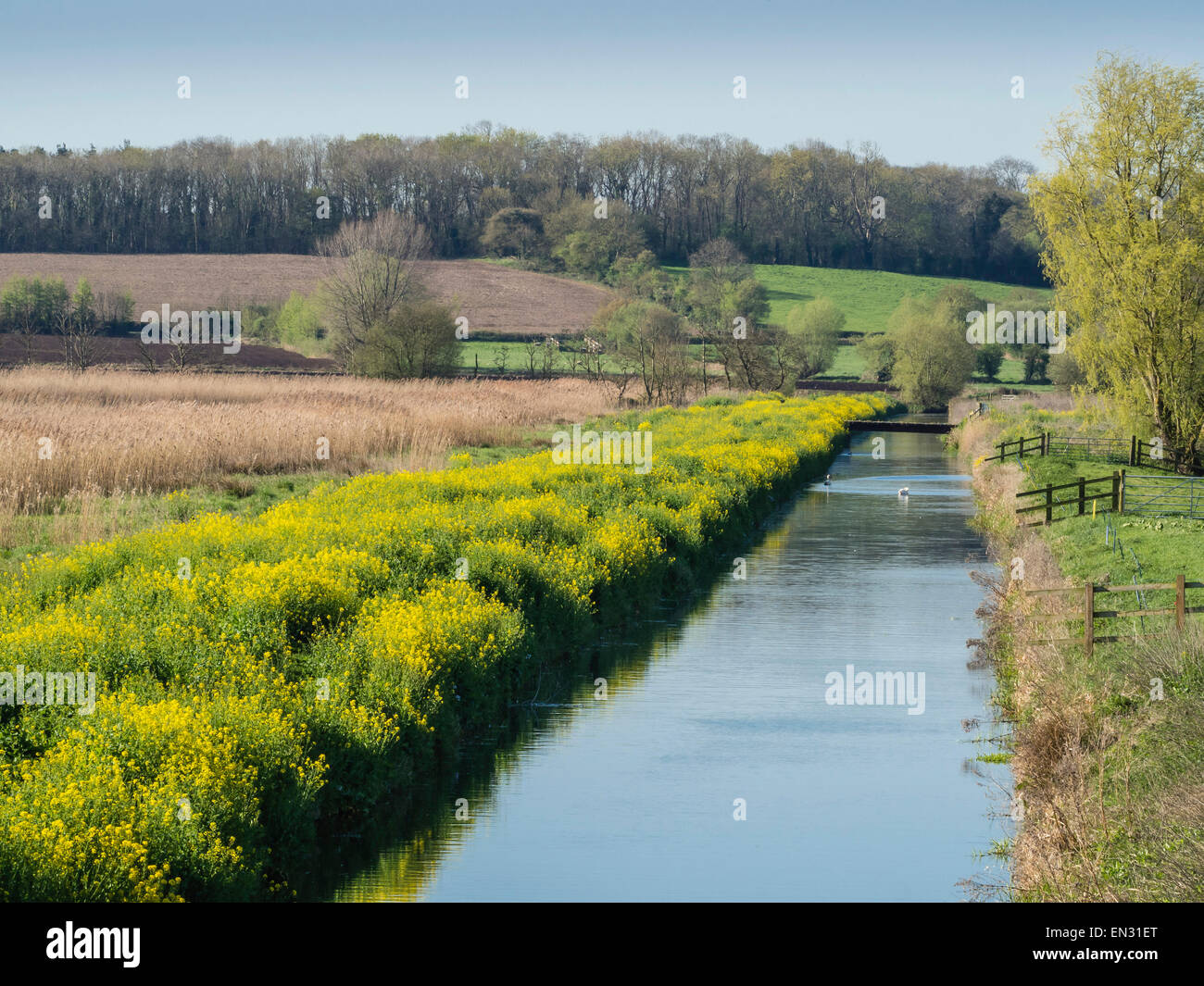 Somerset Levels water channel, Somerset, England, UK Stock Photo