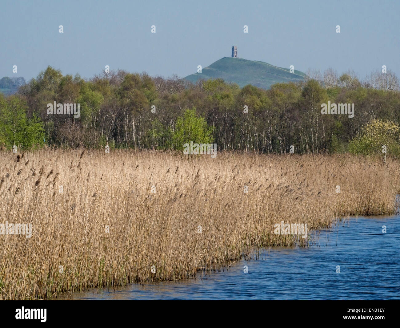 Reed Beds and Glastonbury Tor, Ham Wall, Somerset Levels, England, UK Stock Photo