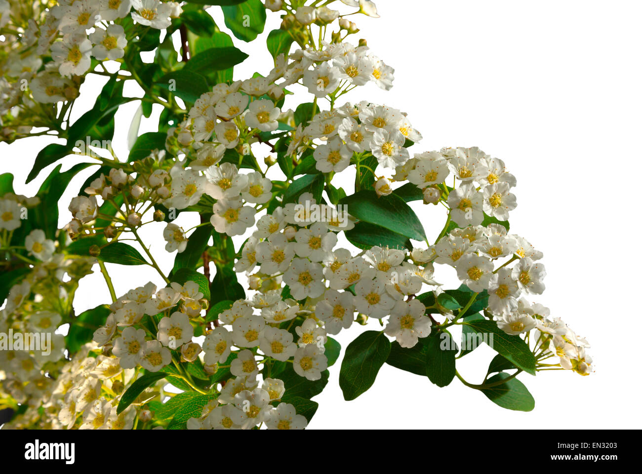 Nadezda S Northern Garden Grefsheim Spirea