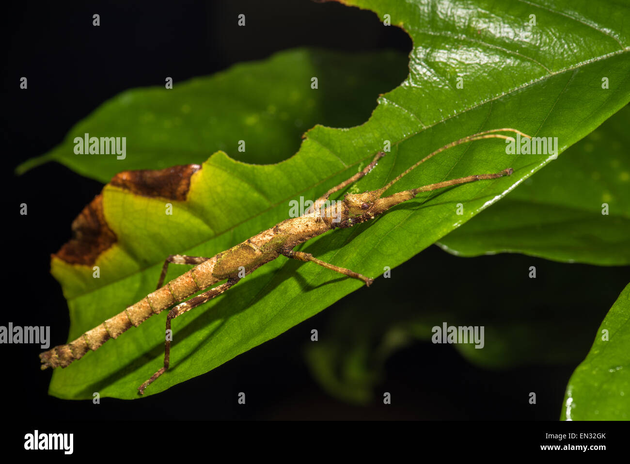 Stick insect COSTA RICA wildlife walking stick animal night nighttime