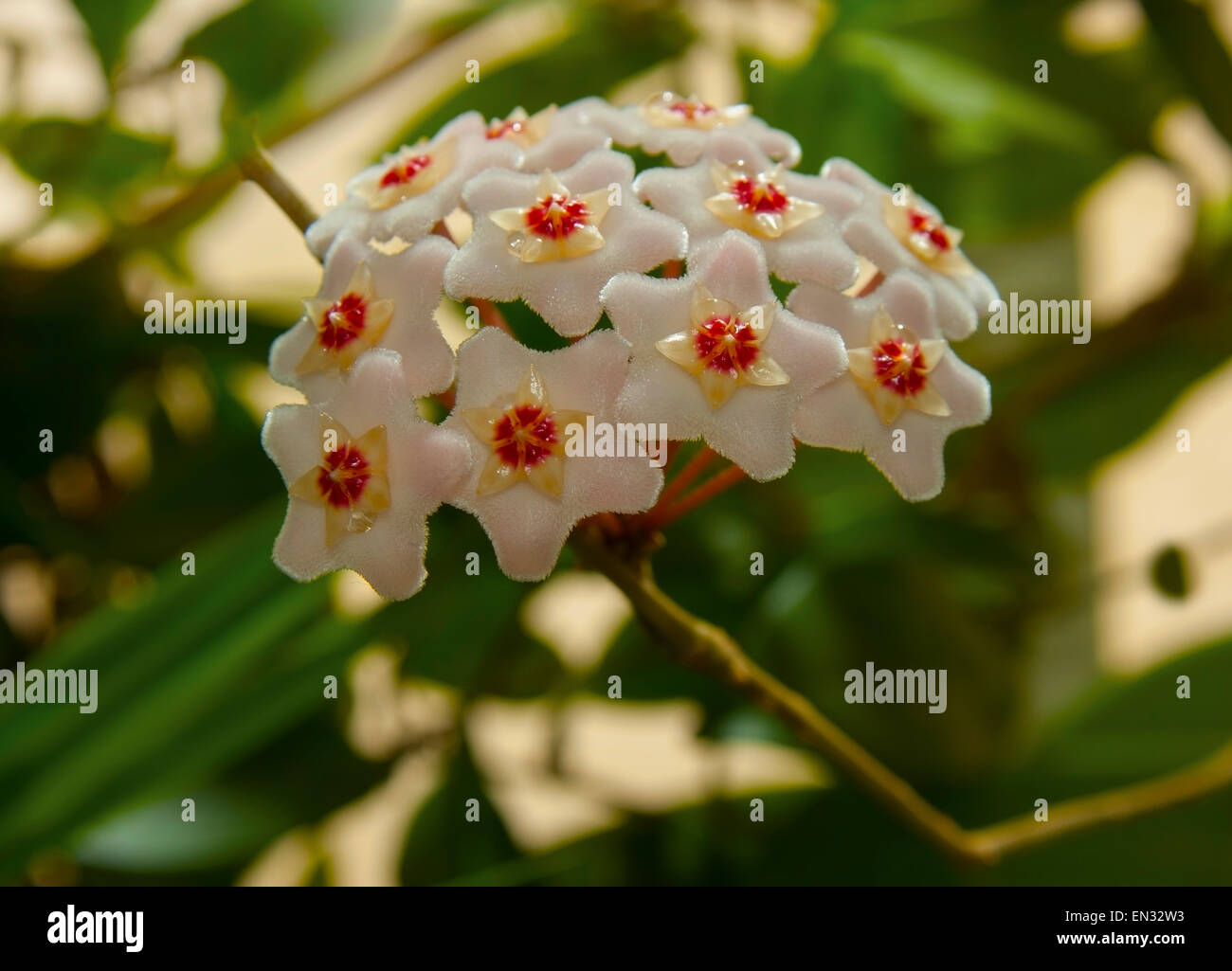 Inflorescence,flowers(Hoya Stock Photo Alamy