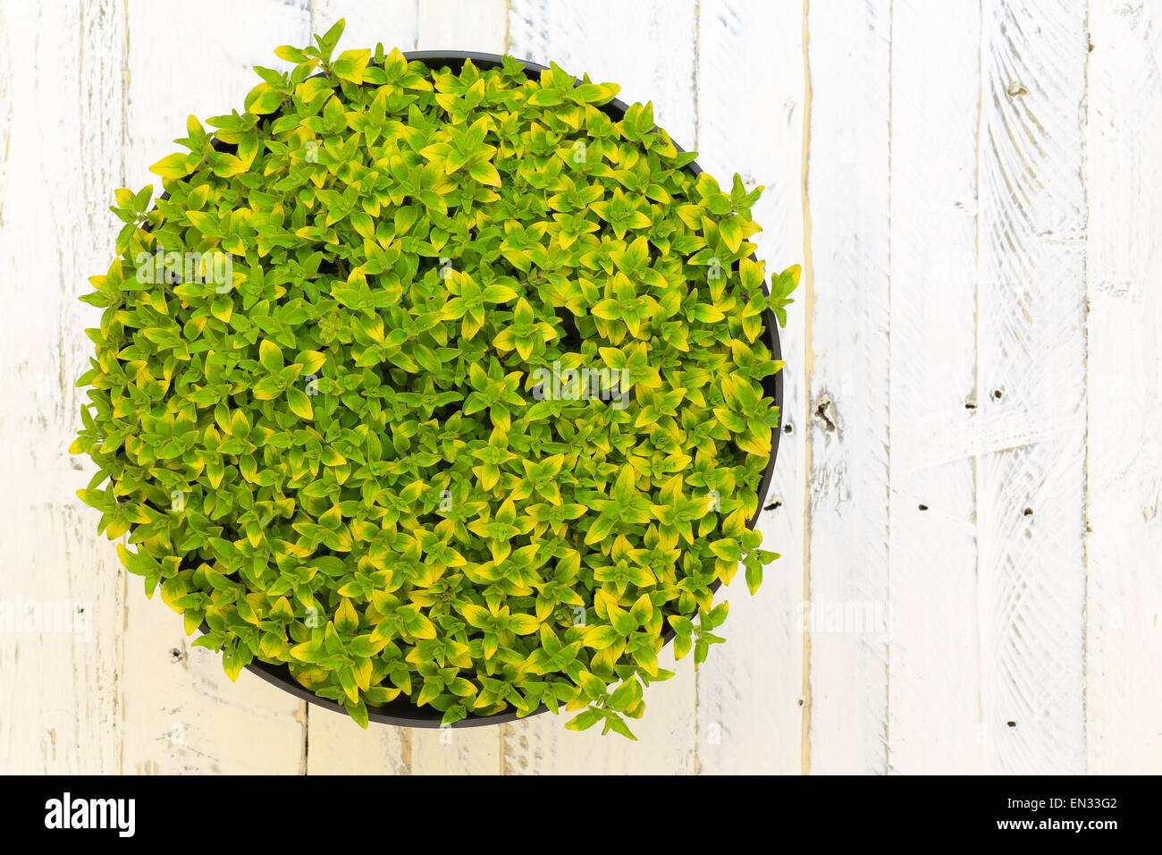 Oregano herb spicy plant with green yellow leaves (Origanum vulgare aureum) wild marjoram in black plant pot on white painted Stock Photo