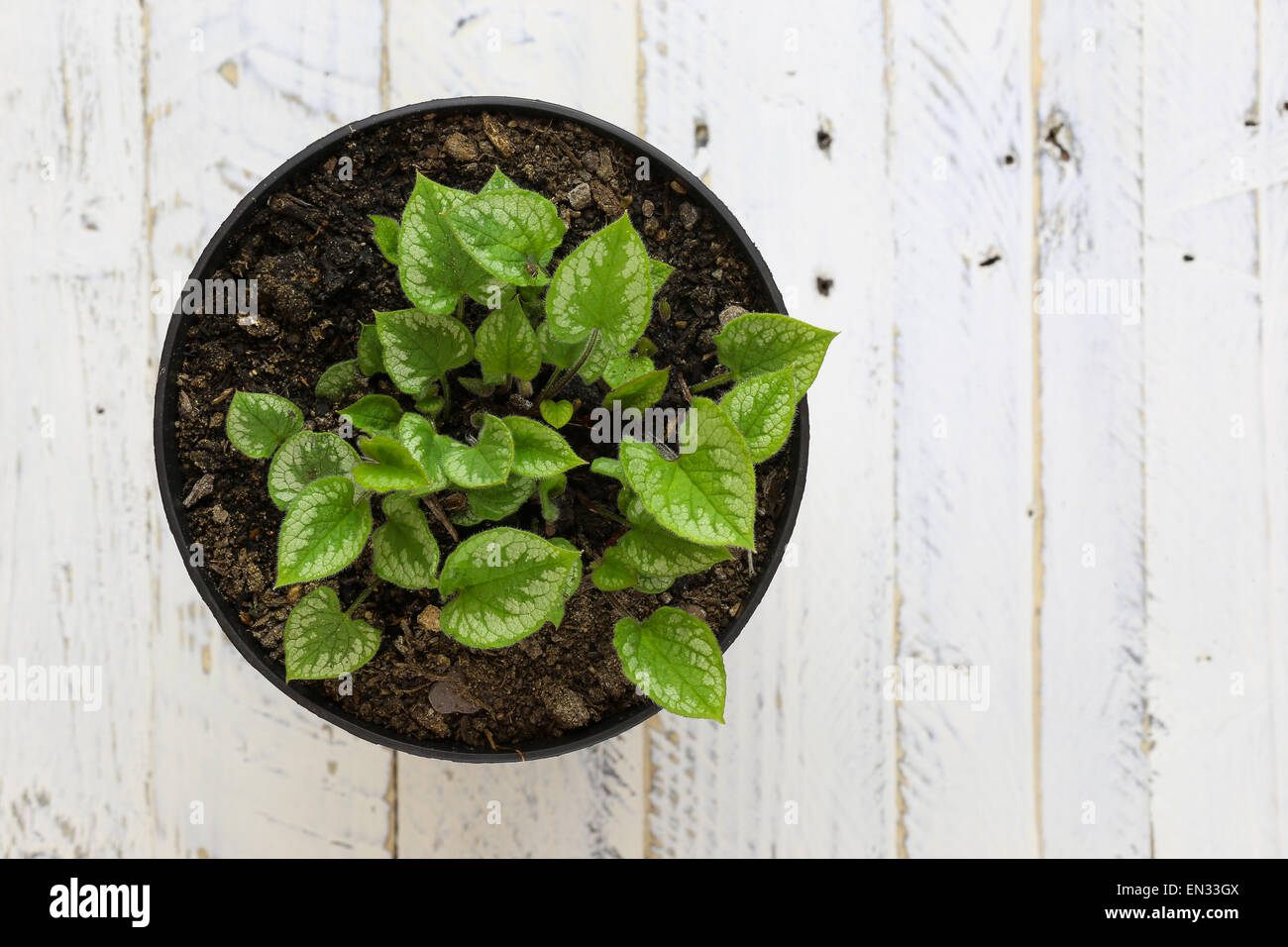 Potted green leaves young plant in black pot on white painted wooden ...