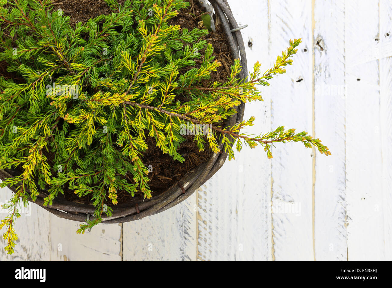 Golden Juniper ground cover plant in wicker basket, green yellow branches on white painted wooden background Stock Photo