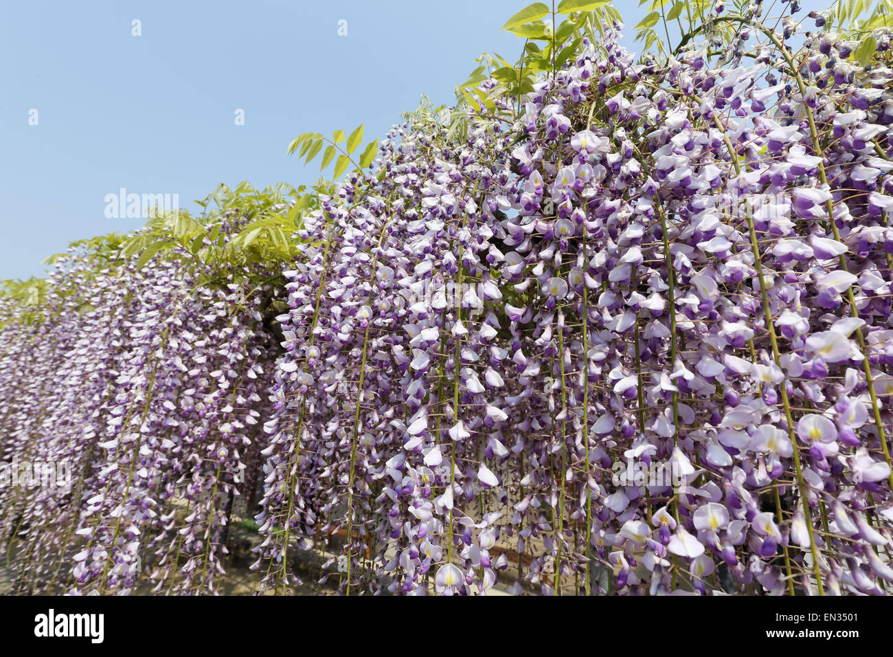 Wisteria bloom, japan hires stock photography and images Alamy