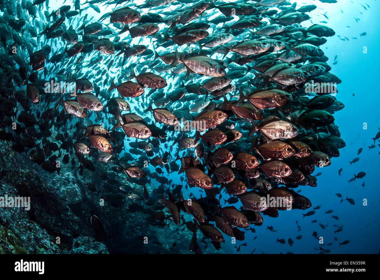 School of cottonmouth jack (Uraspis secunda), Cocos Island, Costa Rica Stock Photo