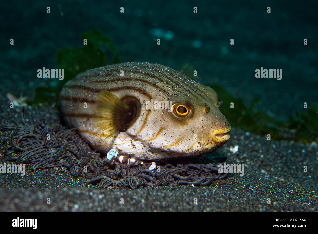 Narrow-lined puffer (Arothron manilensis) being cleaned by a squat ...