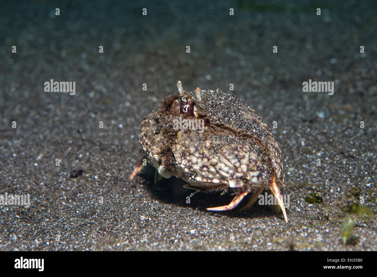 Smooth box crab (Calappa hepatica), Secret Bay, Bali, Indonesia Stock Photo