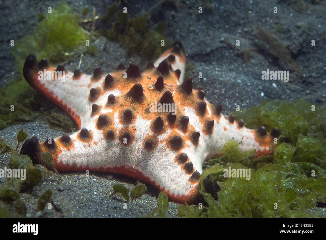 Horned sea star (Protoreaster nodosus), Secret Bay, Bali, Indonesia Stock Photo