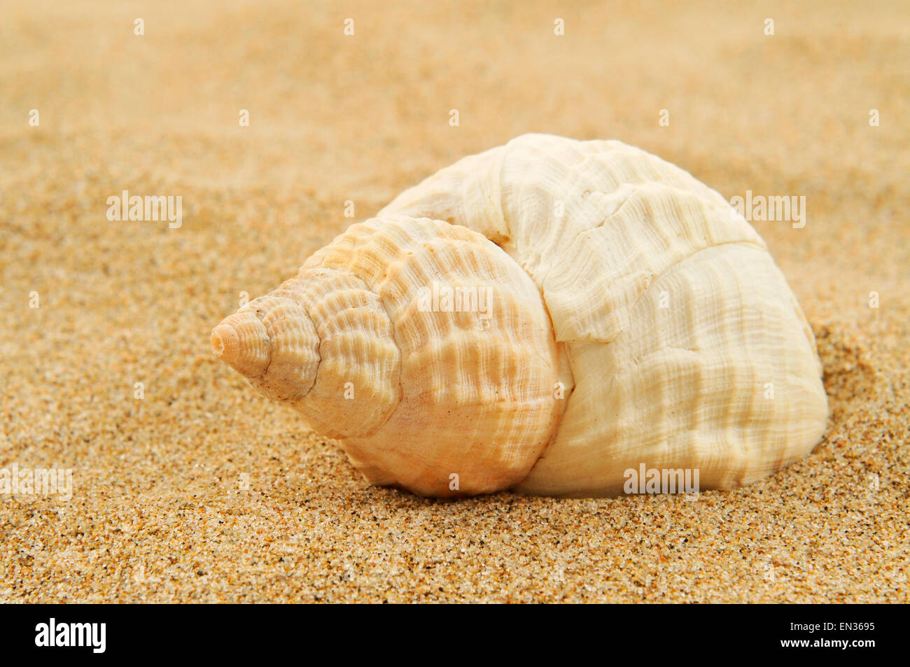 closeup of a spired conch shell on the sand of a beach Stock Photo