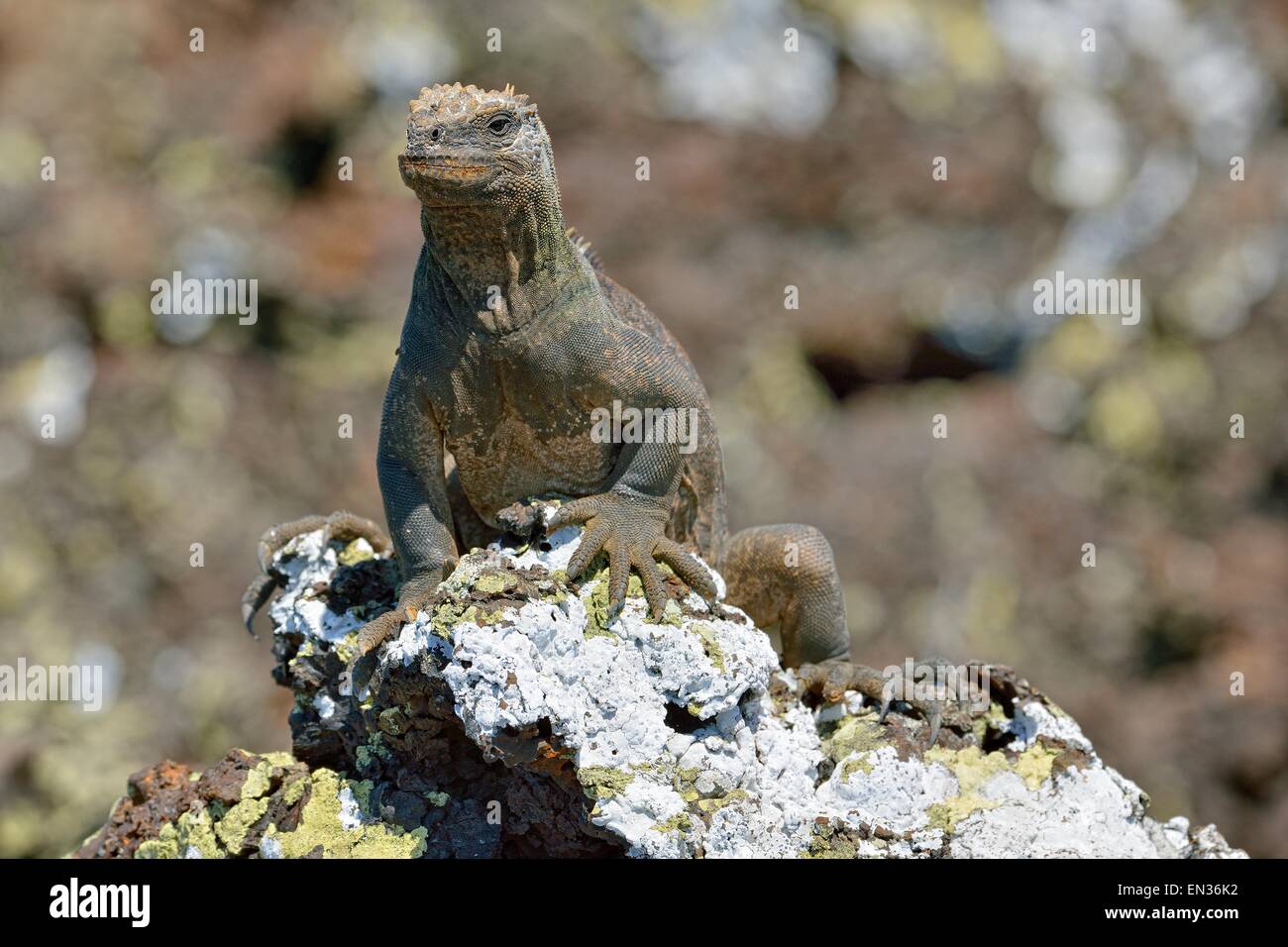 Marine Iguana (Amblyrhynchus cristatus), Tintoreras, Galapagos, Ecuador Stock Photo