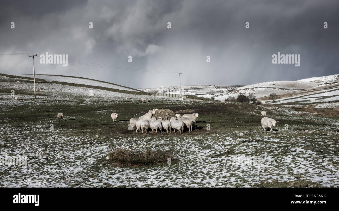 Sheep feeding from straw in winter with surrounding hills. Stock Photo