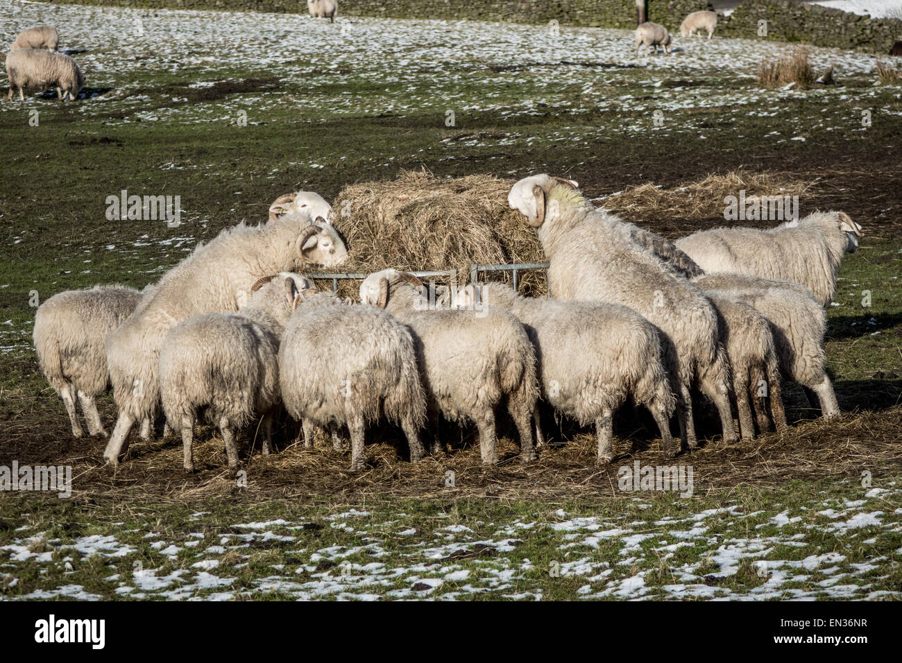 Sheep feeding from straw in winter Stock Photo Alamy