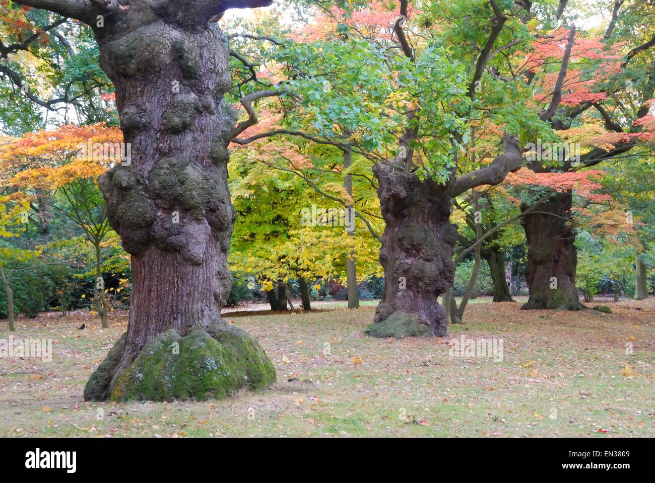 Oak trees in Richmond Park in October Stock Photo Alamy