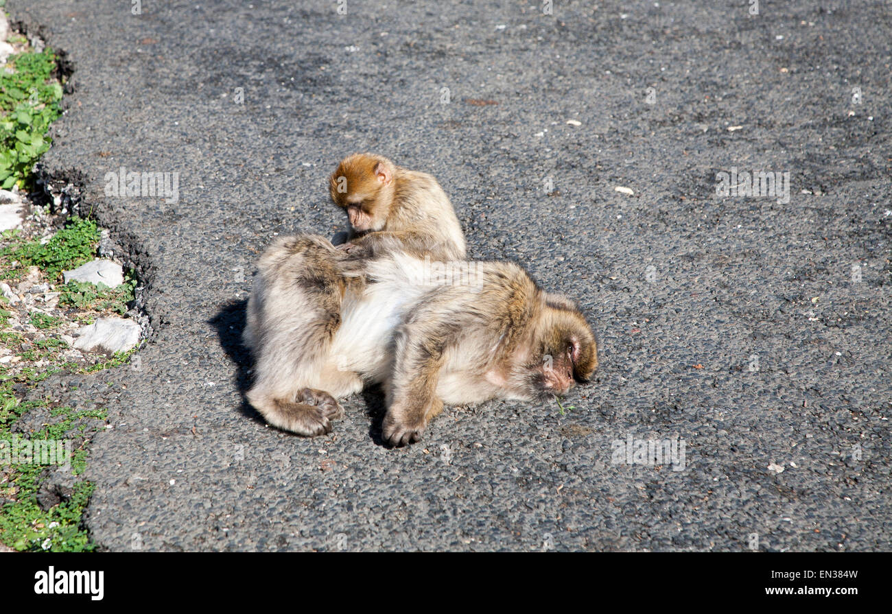 Barbary macaque apes, Macaca sylvanus, Gibraltar, British terroritory in southern Europe Stock Photo